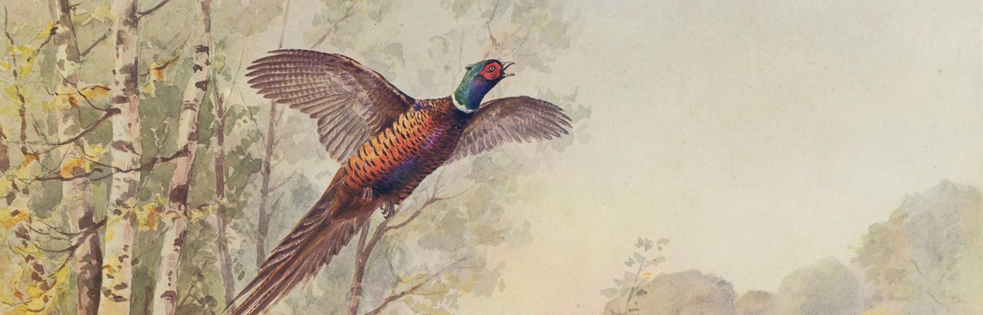 Les faisans, Saint-Hubert et la justice