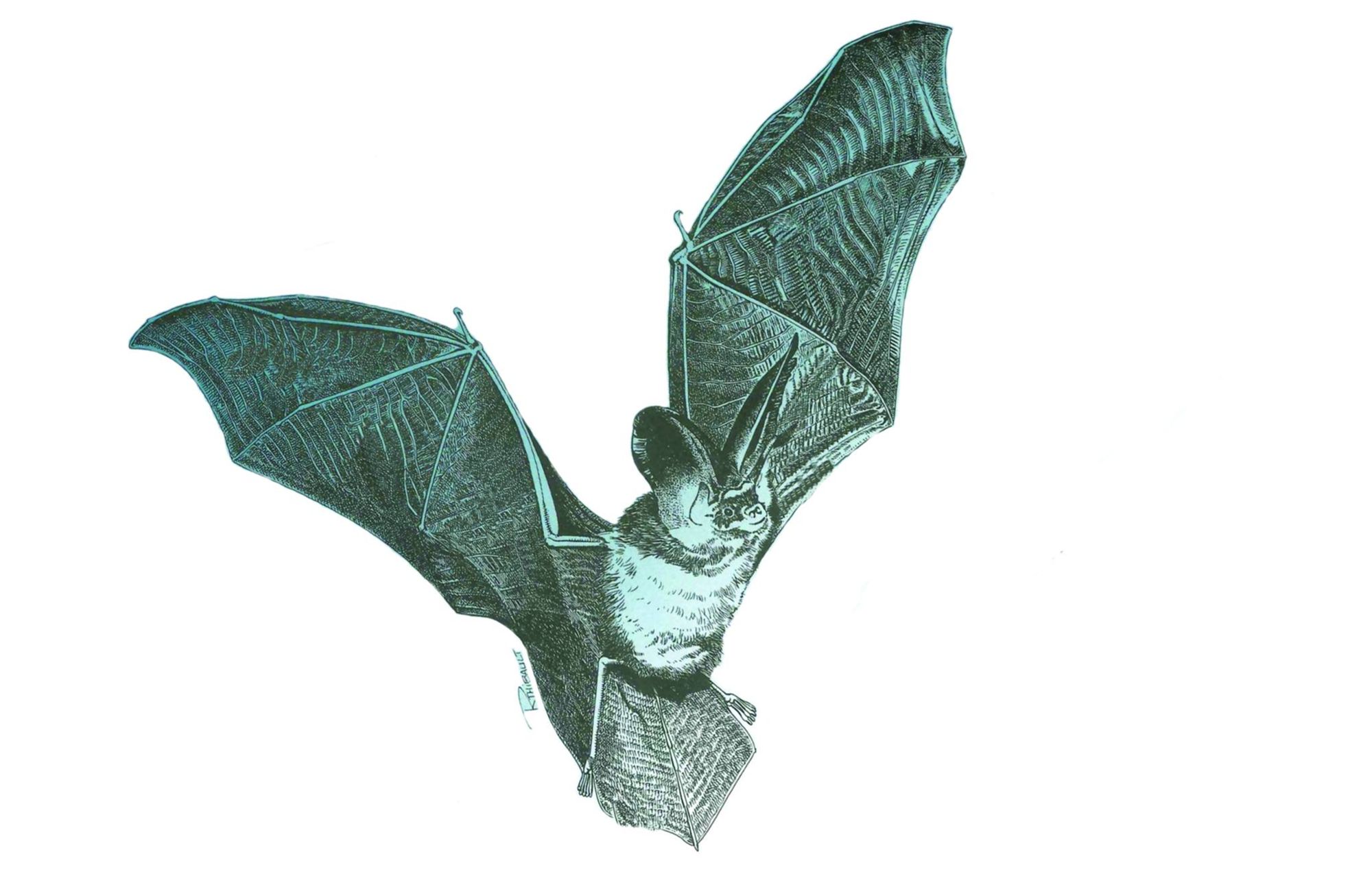 Atelier : fabrication de gîtes à chauves-souris 